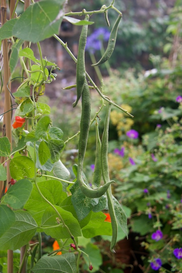 Our Runner Beans