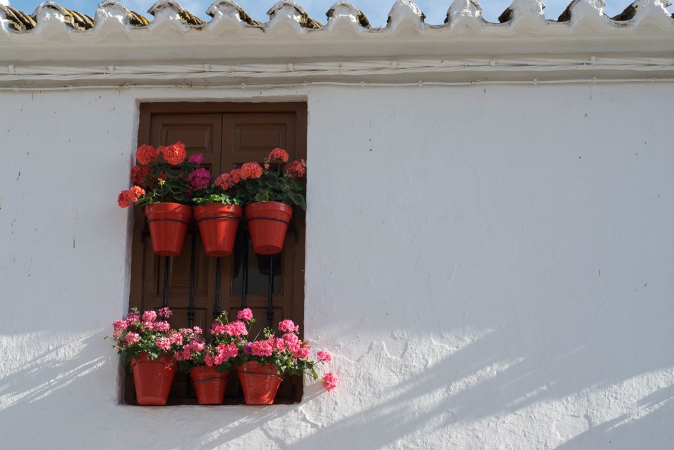 Geranium balcony