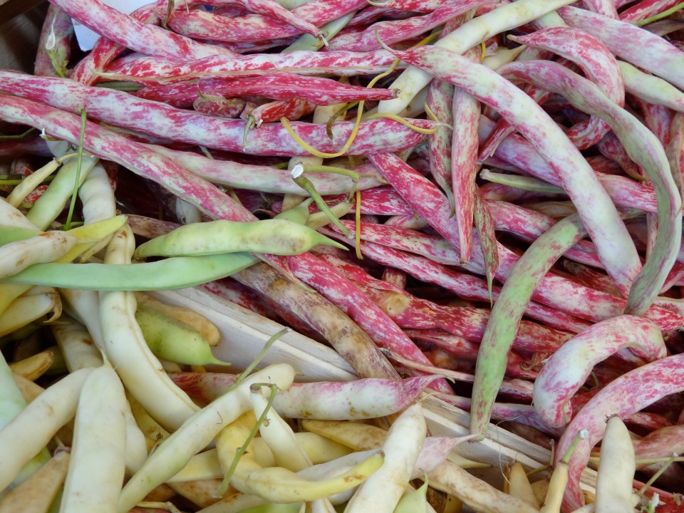 Italian beans