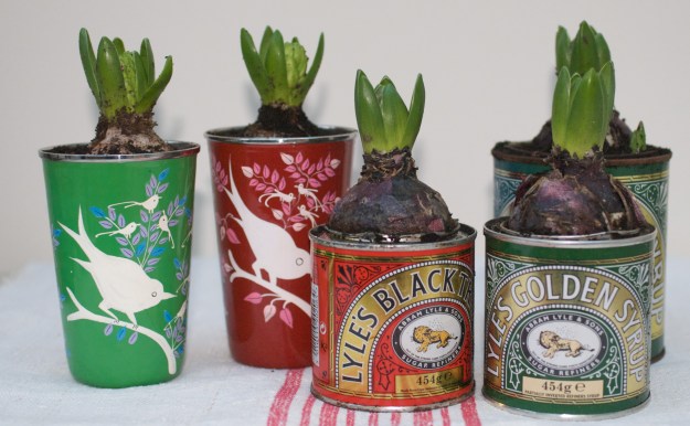 Potted Hyacinths