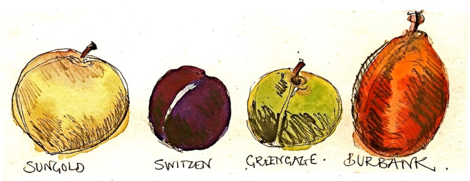 Cousin Vicky's Plums