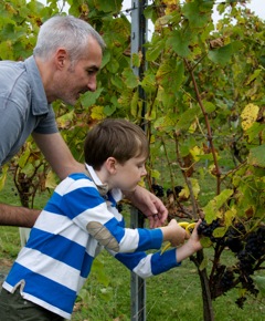 Picking Dunleavy Grapes
