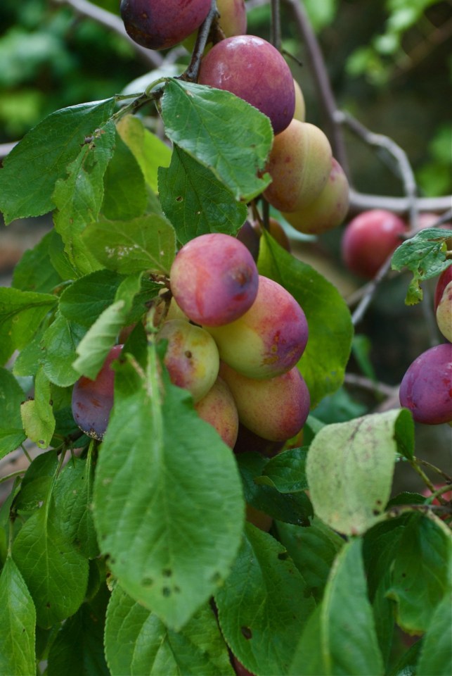 Jenny Chandler Plums