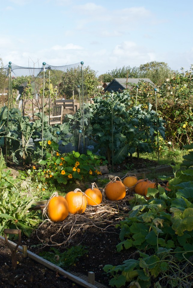 Autumnal Allotment Jenny Chandler