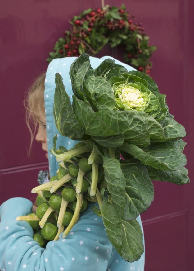 Jenny Chandler Sprouts