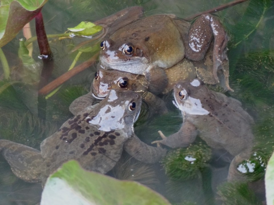 Frogs porn!