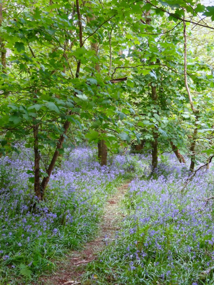Jenny Chandler Bluebells