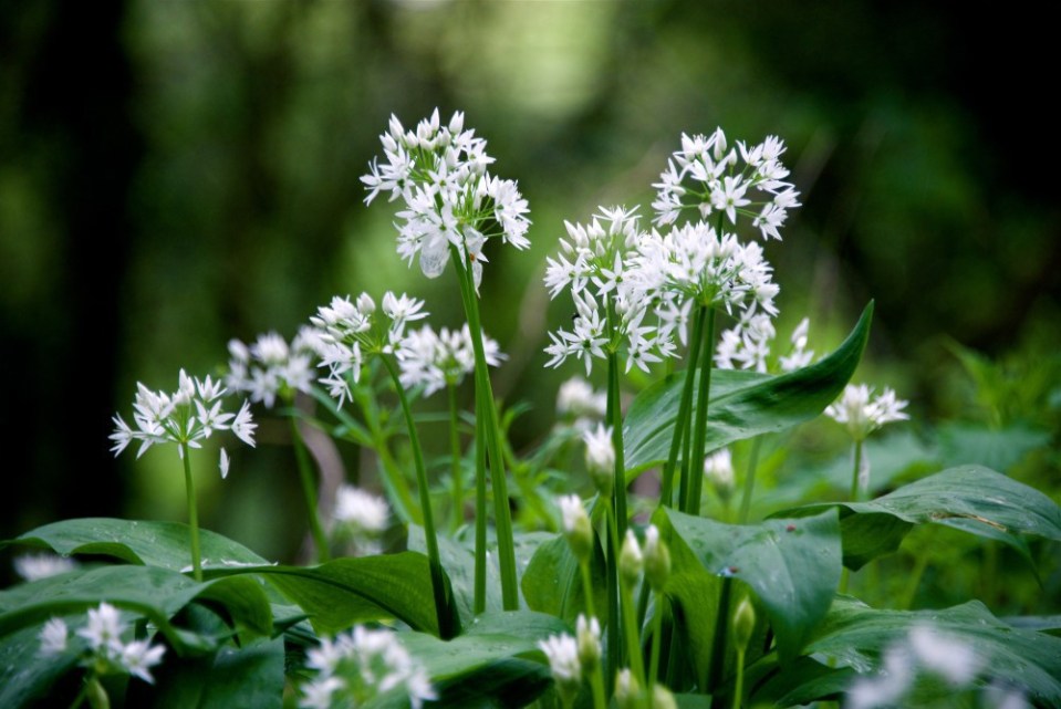 Jenny Chandler Wild Garlic