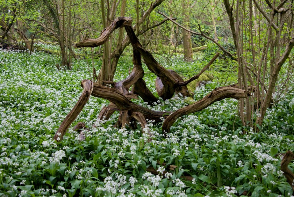 Jenny Chandler Priors Wood