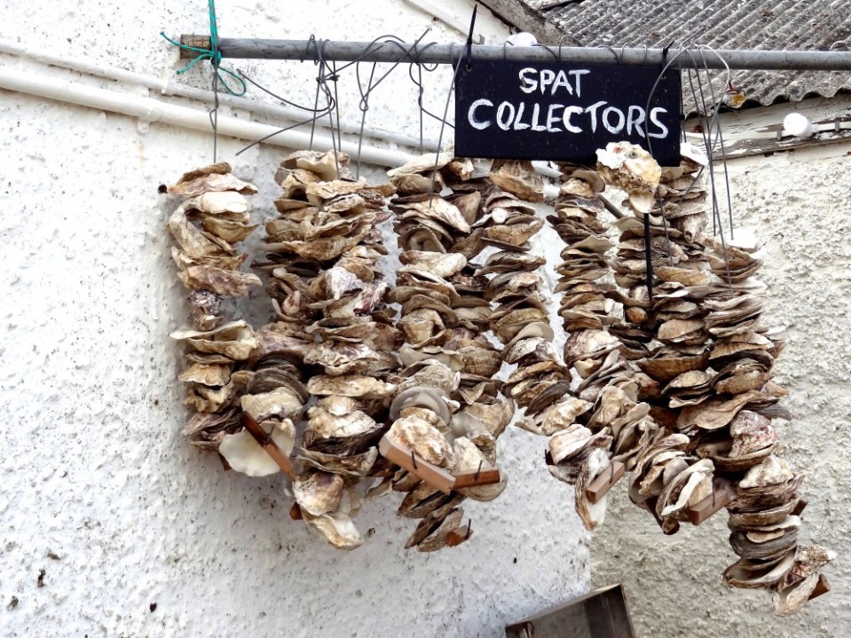 Jenny Chandler Whitstable