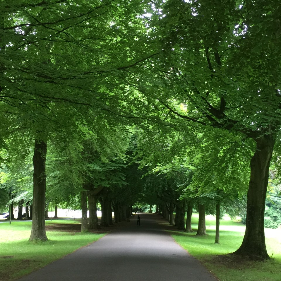 Beech avenue, Clifton - Jenny Chandler Blog