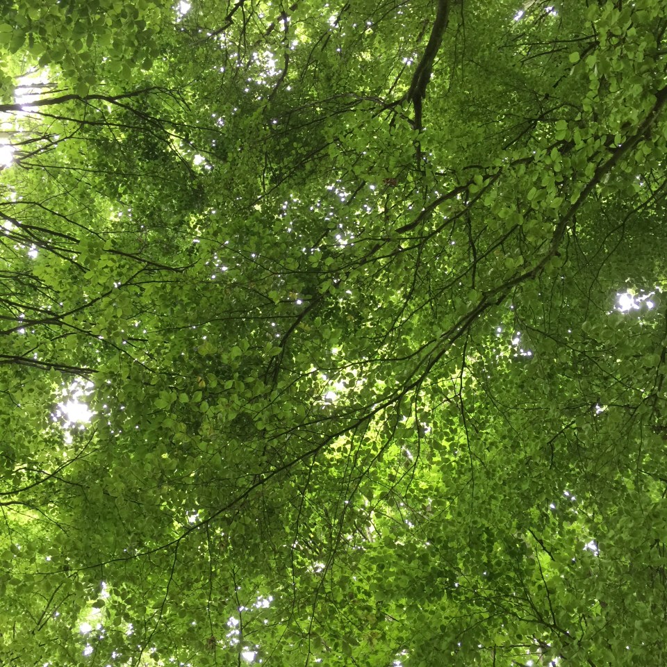 Beech trees - jenny chandler blog